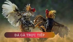 Tuyệt Chiêu Cách Chơi Đá Gà GA28 Tại OK365 Luôn Thắng 2 Tuyệt Chiêu Cách Chơi Đá Gà GA28 Tại OK365 Luôn Thắng