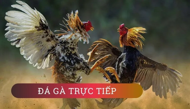 Tuyệt Chiêu Cách Chơi Đá Gà GA28 Tại OK365 Luôn Thắng 1 Tuyệt Chiêu Cách Chơi Đá Gà GA28 Tại OK365 Luôn Thắng