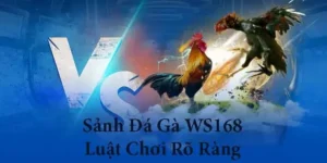 Bóc Trần Cách Chơi Đá Gà WS168 Tại OK365 Cho Người Mới 1 Bóc Trần Cách Chơi Đá Gà WS168 Tại OK365 Cho Người Mới